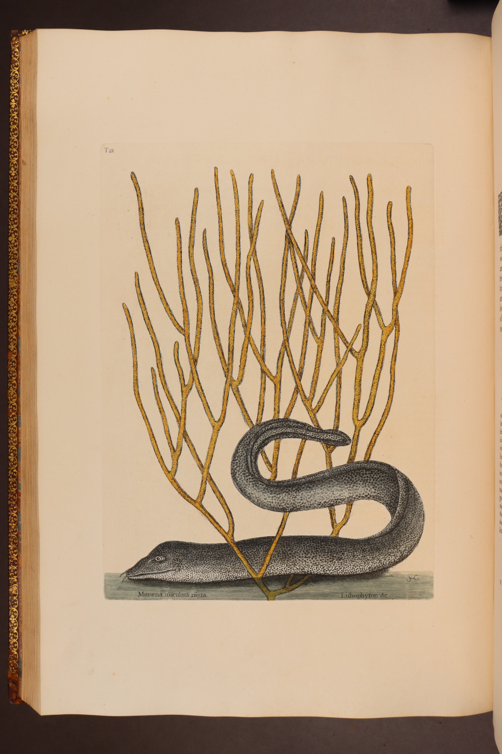 Plate 21
